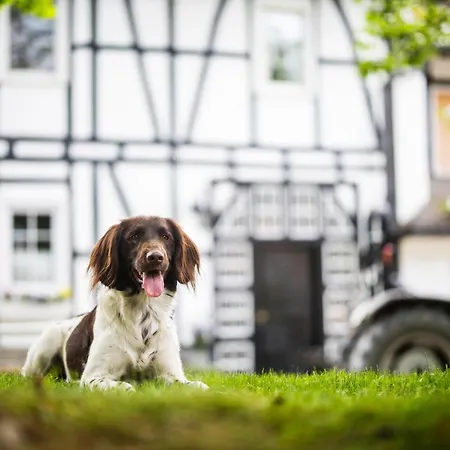 Hof Koehne - Altes - Katze 公寓