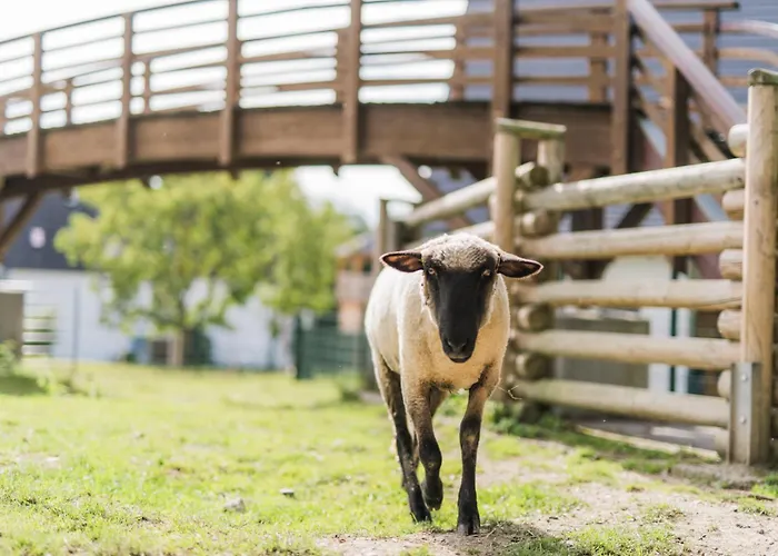 Appartement Hof Koehne - Altes - Katze