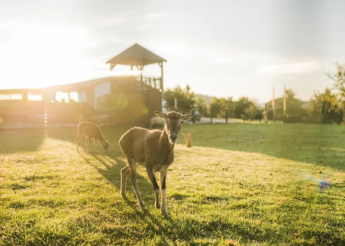 Appartement Hof Koehne - Altes - Katze *
