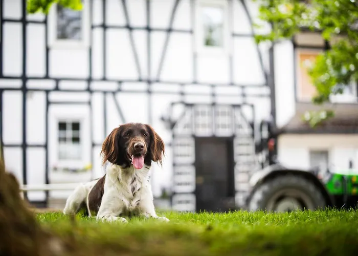 Hof Koehne - Altes - Katze Appartement